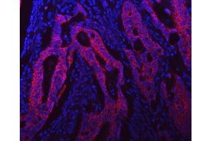 IF analysis of Syntaxin 18/STX18 using anti-Syntaxin 18/STX18 antibody (ABIN7599259). (Syntaxin 18 Antikörper  (AA 1-313))