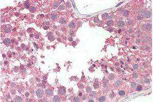 ABIN570703 (5µg/ml) staining of paraffin embedded Human Testis.