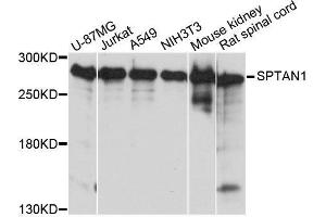 SPTAN1 Antikörper  (AA 950-1130)