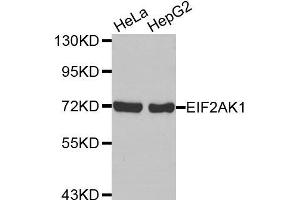 Western Blotting (WB) image for anti-Eukaryotic Translation Initiation Factor 2-alpha Kinase 1 (EIF2AK1) antibody (ABIN1872476) (EIF2AK1 Antikörper)