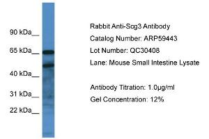 Western Blotting (WB) image for anti-Secretogranin III (SCG3) (C-Term) antibody (ABIN2788069) (SCG3 Antikörper  (C-Term))