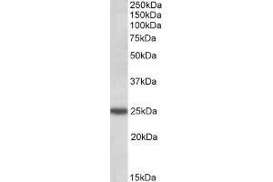 ABIN571211 (0. (ARHGDIG Antikörper  (C-Term))