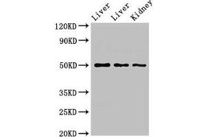 Western Blot Positive WB detected in: Rat liver tissue, Mouse liver tissue, Mouse kidney tissue All lanes: TPST1 antibody at 2. (TPST1 Antikörper  (AA 283-370))