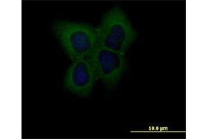 Immunofluorescence (IF) image for anti-Claudin 1 (CLDN1) (AA 1-211) antibody (ABIN522518)
