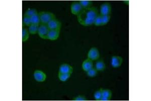 Immunofluorescence (IF) image for anti-TIMP Metallopeptidase Inhibitor 4 (TIMP4) antibody (ABIN371661) (TIMP4 Antikörper)