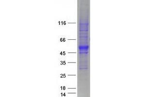 Validation with Western Blot (SPNS1/Spinster 1 Protein (Transcript Variant 2) (Myc-DYKDDDDK Tag))