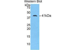 Western Blotting (WB) image for anti-Lipocalin 12 (LCN12) (AA 61-184) antibody (ABIN1859627)