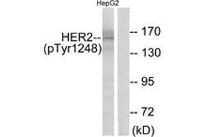 Western blot analysis of extracts from HepG2 cells treated with PMA 125ng/ml 30', using HER2 (Phospho-Tyr1248) Antibody. (ErbB2/Her2 Antikörper  (pTyr1248))