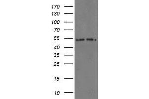 Image no. 6 for anti-Proteasome Subunit alpha 6 (PSMA6) antibody (ABIN1500469) (PSMA6 Antikörper)
