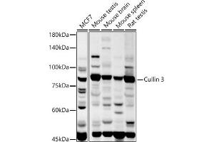Western blot analysis of extracts of various cell lines, using Cullin 3 antibody (ABIN3021379, ABIN3021380, ABIN3021381, ABIN1512794 and ABIN6214975) at 1:1000 dilution.