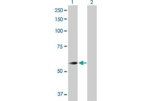 Western Blot analysis of CNDP2 expression in transfected 293T cell line by CNDP2 MaxPab polyclonal antibody. (CNDP2 Antikörper  (AA 1-475))