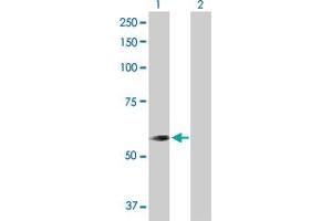 Western Blot analysis of CNDP2 expression in transfected 293T cell line by CNDP2 MaxPab polyclonal antibody.