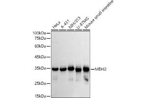Western blot analysis of extracts of various cell lines, using MDH2 antibody (ABIN7268381) at 1:500 dilution. (MDH2 Antikörper)