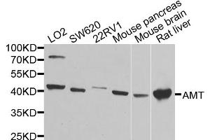 Western blot analysis of extracts of various cell lines, using AMT antibody. (Aminomethyltransferase Antikörper)