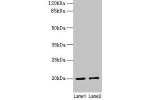 Western blot All lanes: COX4I1 antibody at 10 μg/mL Lane 1: Rat muscle tissue Lane 2: Zebrafish lysate Secondary Goat polyclonal to rabbit IgG at 1/10000 dilution Predicted band size: 20 kDa Observed band size: 20 kDa (COX IV Antikörper  (Isoform 1))