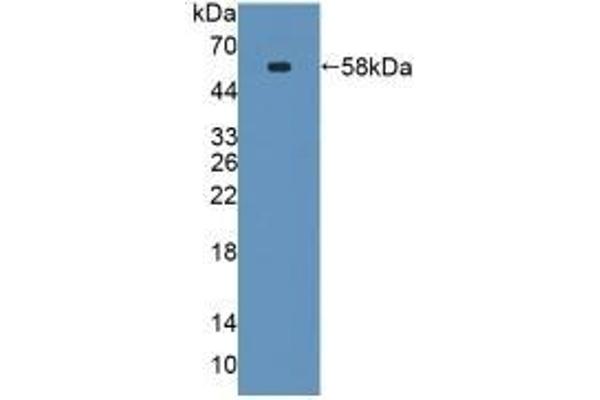 SPTLC3 Antikörper  (AA 80-563)