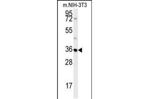 Western blot analysis in mouse NIH-3T3 cell line lysates (35ug/lane).