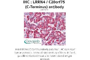 Image no. 2 for anti-Leucine Rich Repeat Neuronal 4 (LRRN4) (C-Term) antibody (ABIN1736586) (LRRN4 Antikörper  (C-Term))
