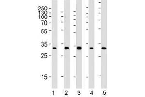 Western Blotting (WB) image for anti-Ribosomal Protein S6 (RPS6) antibody (ABIN3028983)