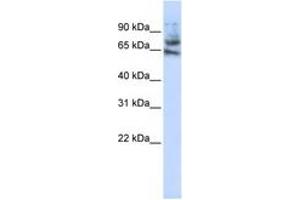 Image no. 1 for anti-Multiple C2 Domains, Transmembrane 1 (MCTP1) (AA 468-517) antibody (ABIN6743301) (MCTP1 Antikörper  (AA 468-517))