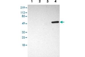 Western blot analysis of Lane 1: RT-4, Lane 2: U-251MG sp, Lane 3: A-431, Lane 4: Human liver with SH2D4A polyclonal antibody  at 1:250-1:500 dilution.