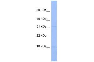 WB Suggested Anti-C18orf32 Antibody Titration: 0. (C18orf32 Antikörper  (Middle Region))