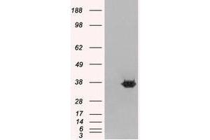 Image no. 2 for anti-Mortality Factor 4 Like 2 (MORF4L2) (N-Term) antibody (ABIN374201) (MORF4L2 Antikörper  (N-Term))