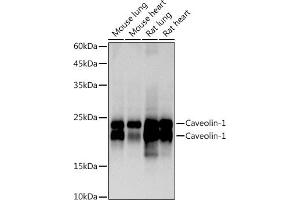 Western blot analysis of extracts of various cell lines, using Caveolin-1 antibody (ABIN7266154) at 1:1000 dilution. (Caveolin-1 Antikörper)
