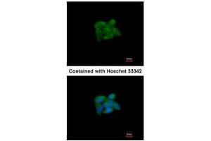 ICC/IF Image Immunofluorescence analysis of methanol-fixed HepG2, using SUOX, antibody at 1:200 dilution.