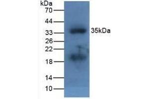 Detection of APOA5 in Fetal Mouse using Polyclonal Antibody to Apolipoprotein A5 (APOA5) (APOA5 Antikörper  (AA 21-210))