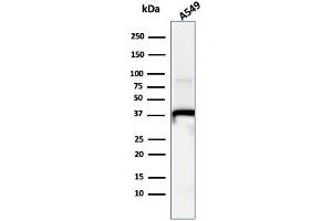 Western Blot Analysis of A549 cell lysate usingAnnexin A1 Mouse Monoclonal Antibody (ANXA1/1671). (Annexin a1 Antikörper)