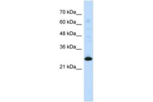 Western Blotting (WB) image for anti-Myogenic Factor 6 (MYF6) antibody (ABIN2460380) (MYF6 Antikörper)