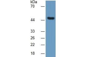 Western Blotting (WB) image for Enolase 2 (Gamma, Neuronal) (ENO2) ELISA Kit (ABIN6730929)