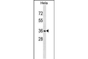 Western blot analysis in Hela cell line lysates (35ug/lane). (RNF34 Antikörper  (C-Term))