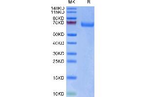 Biotinylated Human LILRA3 on Tris-Bis PAGE under reduced condition. (LILRA3 Protein (AA 24-439) (His-Avi Tag,Biotin))
