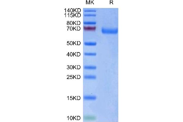 LILRA3 Protein (AA 24-439) (His-Avi Tag,Biotin)