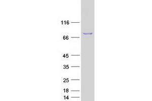 Western Blotting (WB) image for Ecto-NOX Disulfide-Thiol Exchanger 2 (ENOX2) (Transcript Variant 1) protein (Myc-DYKDDDDK Tag) (ABIN2720200)