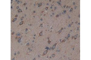 Used in DAB staining on fromalin fixed paraffin- embedded Kidney tissue (PRODH Antikörper  (AA 392-599))