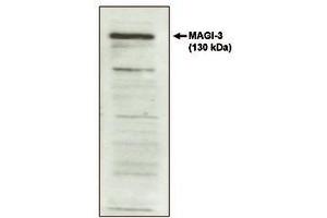 Image no. 1 for anti-Presequence Translocase-Associated Motor 16 Homolog (PAM16) antibody (ABIN298545) (MAGMAS Antikörper)