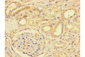 Immunohistochemistry of paraffin-embedded human kidney tissue using ABIN7149746 at dilution of 1:100 (DSE Antikörper  (AA 23-270))