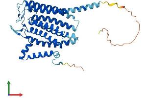 Protein Structure (PS) image for Translocation Associated Membrane Protein 2 (TRAM2) (AA 1-370) protein (His tag) (ABIN7560266)