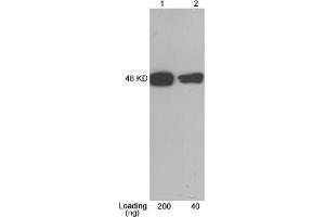 Lane 1-2: CBP tag fusion protein expressed in E.
