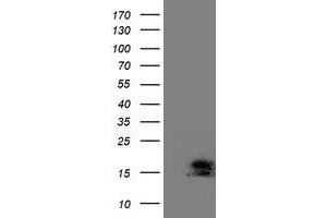 Image no. 1 for anti-Chromosome 2 Open Reading Frame 40 (C2orf40) antibody (ABIN1497047) (C2orf40 Antikörper)