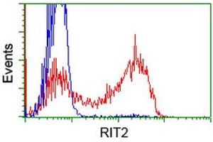 HEK293T cells transfected with either RC205367 overexpress plasmid (Red) or empty vector control plasmid (Blue) were immunostained by anti-RIT2 antibody (ABIN2453598), and then analyzed by flow cytometry. (RIT2 Antikörper)
