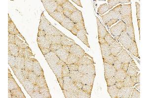 C13orf18 Antibody at 1/100 staining rat muscle tissue by IHC-P. (C13orf18 Antikörper  (N-Term))