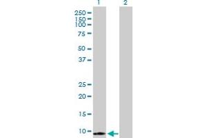 Western Blot analysis of S100A7 expression in transfected 293T cell line by S100A7 MaxPab polyclonal antibody. (S100A7 Antikörper  (AA 1-101))