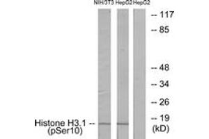 Western blot analysis of extracts from NIH/3T3 cells and HepG2 cells, using Histone H3. (Histone H3.1 Antikörper  (pSer10))
