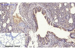 Immunohistochemical analysis of paraffin-embedded rat lung tissue. (GLUT4 Antikörper  (N-Term))