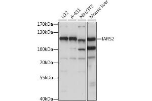 Western blot analysis of extracts of various cell lines, using I antibody (ABIN7268030) at 1:1000 dilution. (IARS2 Antikörper  (AA 663-1012))