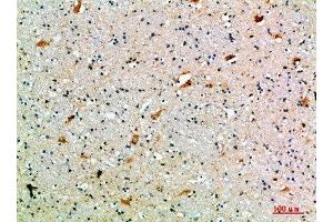 Immunohistochemical analysis of paraffin-embedded human-brain, antibody was diluted at 1:200 (SEMA7A Antikörper  (AA 101-150))